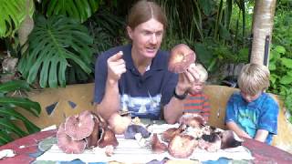 King Stropharia How to grow mushrooms in your backyard The process Inoculating Growth Harvest [upl. by Nooj948]