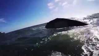 Paddleboarder gets up close with Gray Whale Mom and Calf near Newport Beach [upl. by Diraf36]