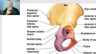 Anatomy of pelvis in Arabic 2023 1  Bony pelvis part 1 by DrWahdan [upl. by Adrien]