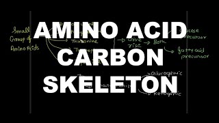 Catabolism of amino acid carbon skeleton [upl. by Leamaj367]