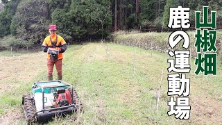 雨水が溜まった元田んぼの山椒畑をスパイダーモアーRCで春草の草刈り [upl. by Elleneg]