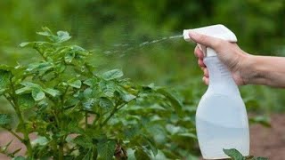 Liquid fertilizerFoliar sprayhow to give liquid fertilizer to plantsFoliar feedingapplication [upl. by Cristoforo971]