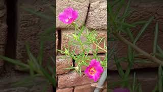 gul dupari Moss rose beautiful flowers 🌹 [upl. by Shirah]