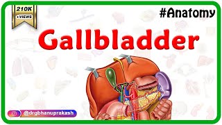 Gross Anatomy of Gallbladder Composition Structure Blood supply and Nerve supply [upl. by Brandy]