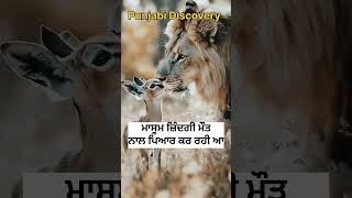 ਜ਼ਿੰਦਗੀ ਮੌਤ ਦਾ ਪਿਆਰ wildlifeawareness animals wildanimals bird wildliferehabilitation [upl. by Bohner]