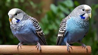 Cage Life Adventures Budgies Unleashed [upl. by Roxanne263]