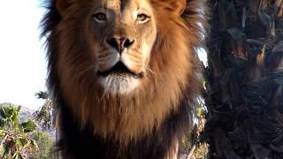 Amazing Lion Roar up close [upl. by Aiza]