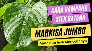 CARA MENANAM MARKISA JUMBO ERBIS DARI STEK BATANG  Cara Cepat Menanam Markisa Jumbo [upl. by Brad]