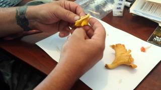 3 types of Chanterelle mushrooms [upl. by Georgianna908]