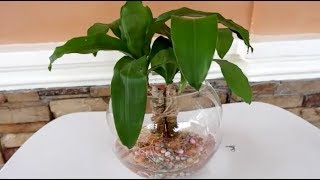 How to Grow Dracaena Fragrans in Water Indoors for Home Decoration [upl. by Mccandless]