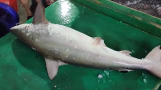 Catching seafoods Crazy much Neritic Squid and huge Shark 明發定置漁場 freshseafood fishing [upl. by Ardnovahs262]