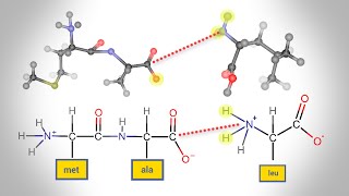 Peptide Bond Formation  Animation [upl. by Oralle]