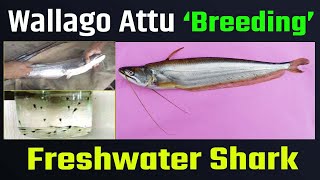 Wallago Attu Fish breeding  Freshwater Shark  Wallago attu fish farming  Fish breeding process [upl. by Eniarol66]