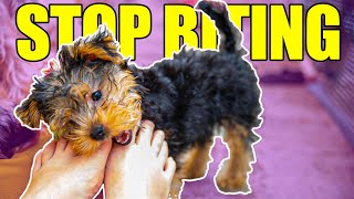 How to Stop Your Yorkshire Terrier from Biting [upl. by Duquette]