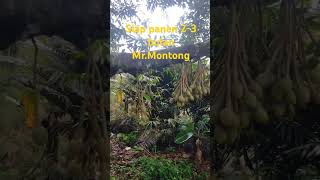 Musim durian Montongsudah waktunya diberi Natrium dan Kalsium food durianindonesia durianmontong [upl. by Shumway]