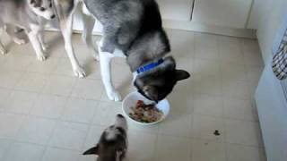 Siberian Husky Puppy tries to steal food from Dad Brother warns her [upl. by Rog]