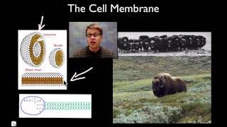 The Cell Membrane [upl. by Seys]