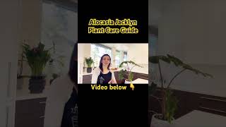 Alocasia Jacklyn Plant Care Guide  Planted Mind  shorts [upl. by Ataynik]