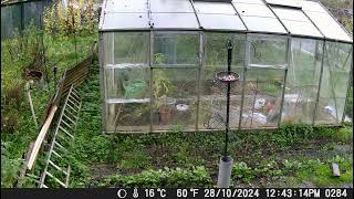 Rat walks along the fence and looks at the greenhouse [upl. by Eeneg]