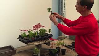 Creating Bonsai from Starter Tree Material [upl. by Suelo]