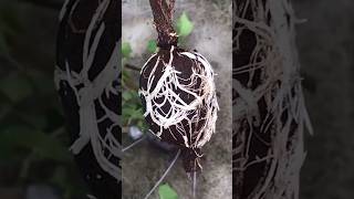 Get large seedling without spending any money grafting compostingworm [upl. by Skipp]