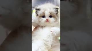 Like if you like cats 🥰 kitten music instrumental typebeat cat kitten cute catlover song [upl. by Acilef]