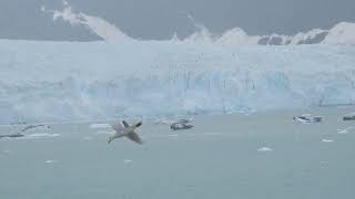 lacier USA Glacier： グレイシャーベイ国立公園【Glacier Bay National Park】 ロイヤルプリンセス号アラスカ氷河２４日間ツアーDSCN1775 [upl. by Culliton]