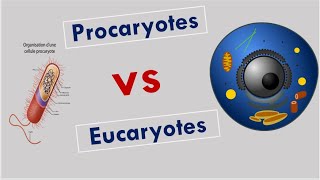 La Différence entre Cellules Procaryotes et Cellules Eucaryotes [upl. by Ybrad]