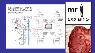 mr i explains Kidneys for KS4  Part 4 The Role of Kidneys in Osmoregulation [upl. by Atnoled516]