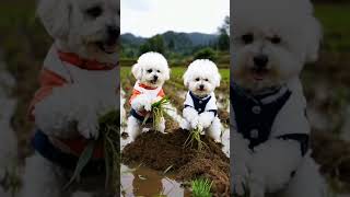 dog babys 😂😂pets cutedog funny [upl. by Elyssa]