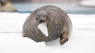 【まるすぎるアザラシ】 氷で遊ぶユキちゃん （Ringed seal  Yuki） [upl. by Erual]