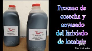 PROCESO DE COSECHA DE LIXIVIADO DE LOMBRIZ [upl. by Lenna]