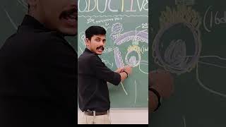 Process of Zygote Formation zygote reproduction embryology biology students mbbs ytshorts [upl. by Oicam]