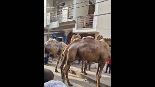 Camel walking in street [upl. by Magnuson190]