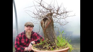 Graham Potter Does Bonsai Work  Prunus [upl. by Enitsua]