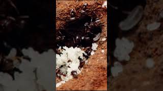 What my tetramorium bicarinatum ants think they look like [upl. by Salene]