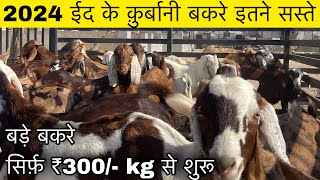 ₹300How to start goatfarming India’s largest goat farmingShree goat farm [upl. by Rowley]