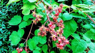 Japanese Wineberry Rubus phoenicolasius  delicious but invasive [upl. by Adiv]