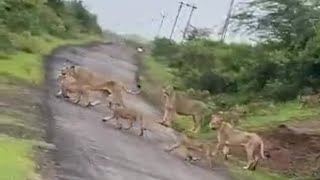 Tiger inside Bhatkal Sagar Road Saifan vlogs [upl. by Ydnyl160]