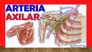 🥇 Anatomía de la ARTERIA AXILAR Ramas Relaciones [upl. by Rolat]