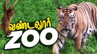 VANDALUR ZOO 2020  Arignar Anna Zoological ParkVandalurChennai  Chennai ZOO [upl. by Norward324]