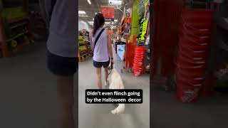 Dogs First Trip to Home Depot Calm Confident and Unfazed by Halloween Decorations k9control [upl. by Nomyt]