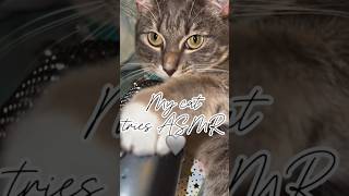 Pickle hates ASMR🐈‍⬛ [upl. by Ribaj]