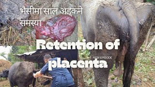 ROP  Retention of Placenta in Buffalo  भैंसीमा साल अड्कने समस्या [upl. by Alejna351]