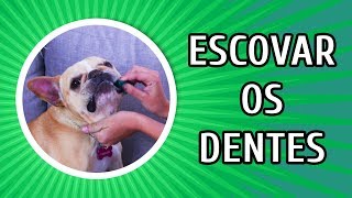 COMO ESCOVAR OS DENTES DO CACHORRO  E POR QUE com Debby Lagranha [upl. by Bannasch]