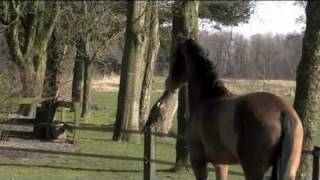 Paardencoaching door Onbewuster [upl. by Hortensia]