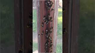 Bumblebee Mating  Bufftailed Bumblebee Bombus terrestris [upl. by Olly]