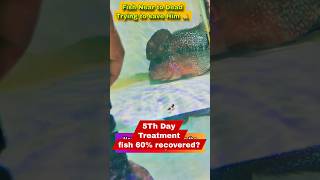 Flowerhorn Fish Treatment part 4  How to Save Dying Flowerhorn Fish [upl. by Joo435]