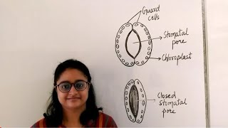 Stomata  Guard cells  Functions  Notes  Diagrams Life Processes Part 4 [upl. by Enywad]