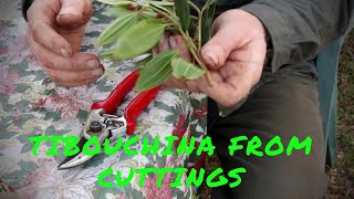 Soft tip Tibouchina cuttings propagation [upl. by Ima]